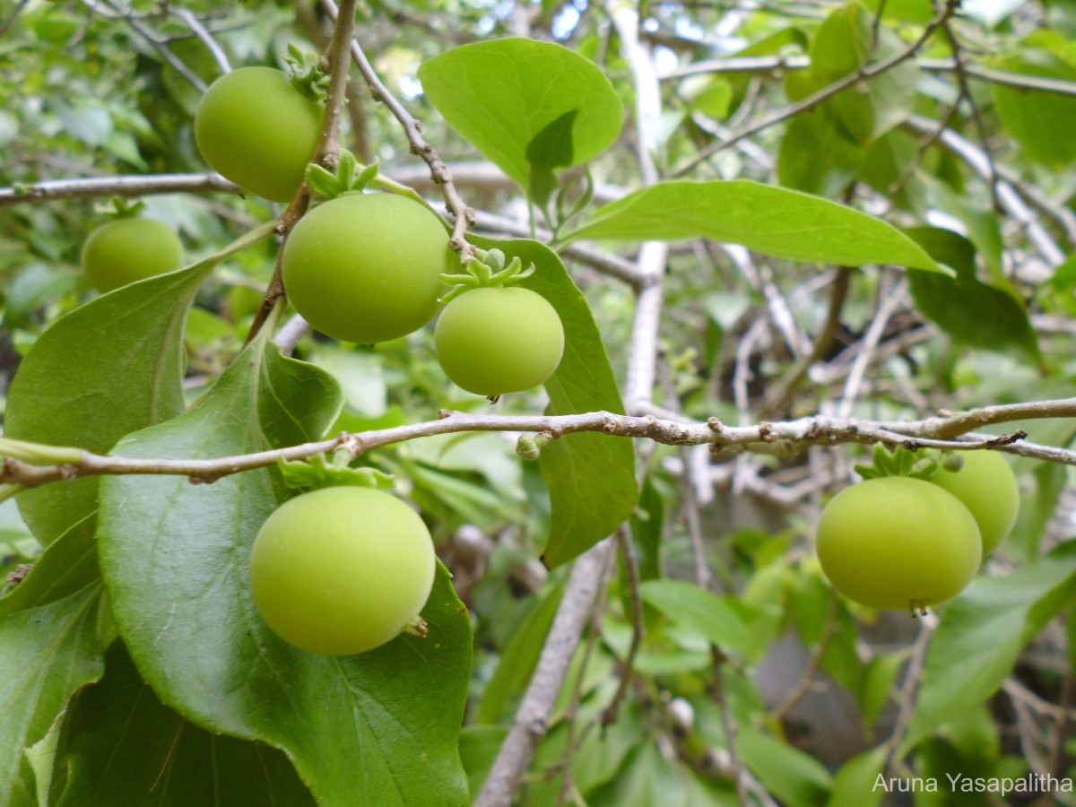 Dovyalis hebecarpa (Gardner) Warb.